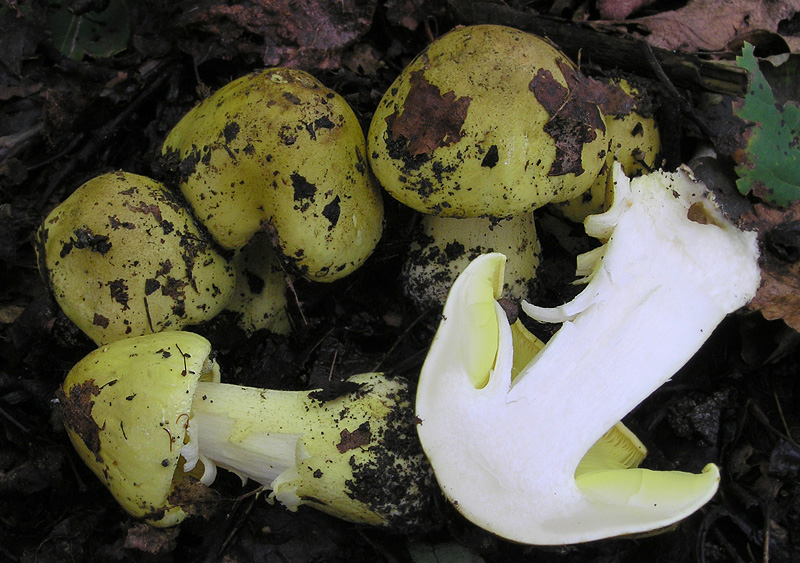 Tricholoma frondosae